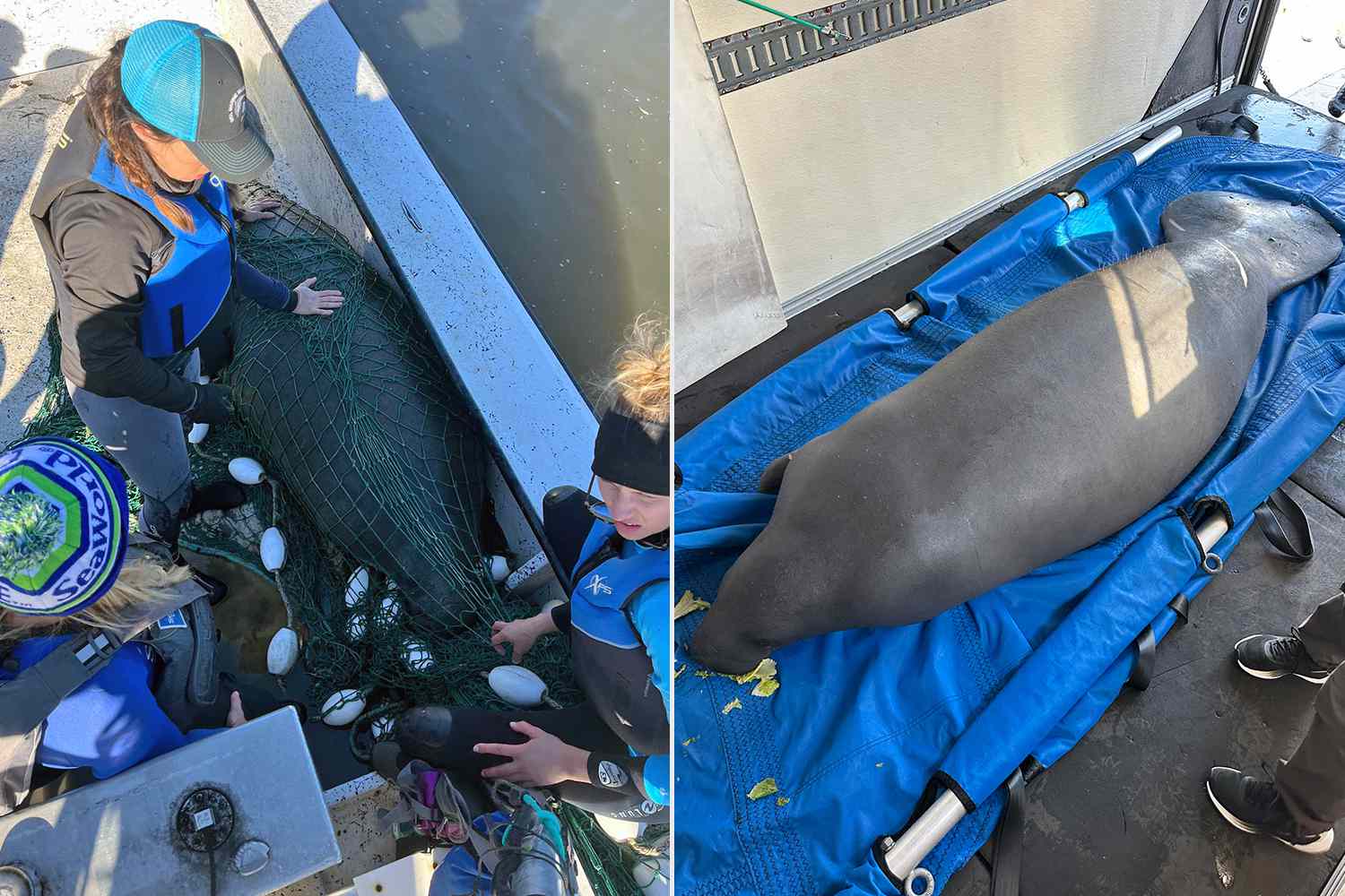 Inside Rescue's 1000th Manatee Release How 825Pound Owa Went from