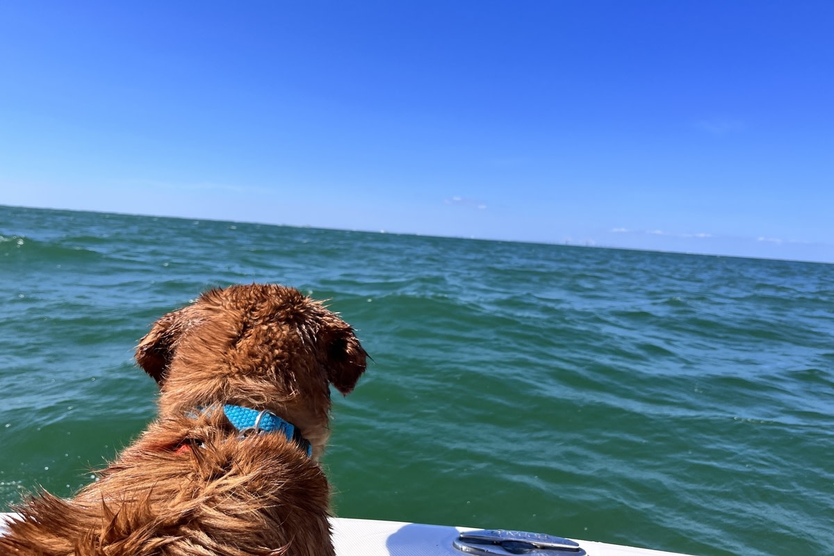 Golden Retriever Barks with Pure Delight During Rare Humpback Whale