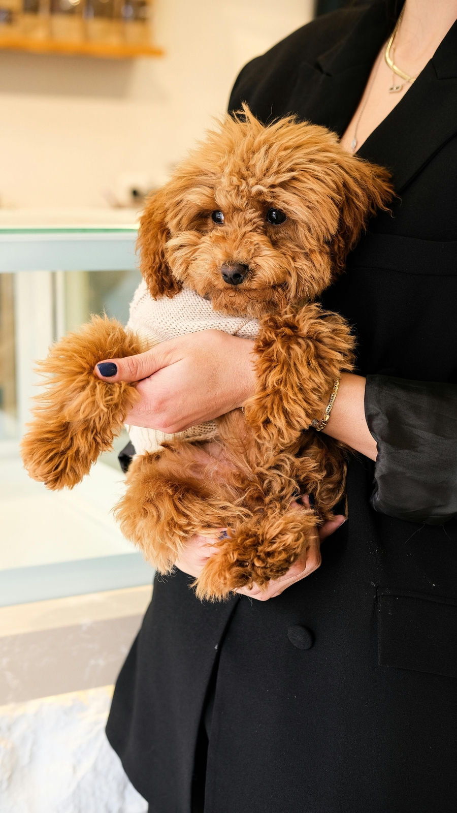 Signs your dog might be sick and needs a vet