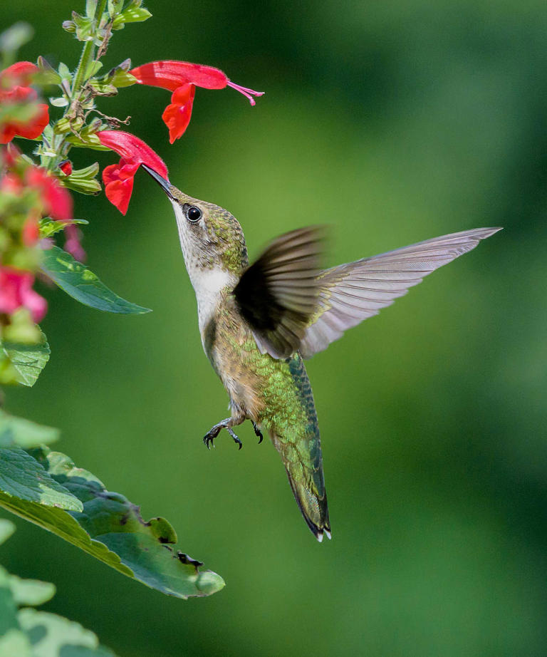 You can create the ultimate hummingbird sanctuary in a single planter ...