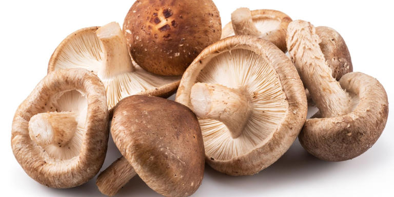 Difference Between Magic Truffles and Magic Mushrooms