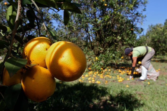 No caso dos sucos de laranja resfriados e congelados, Brasil representa 90% e 51% das compras americanas Foto: Célio Messias/Estadão - 05/06/2013