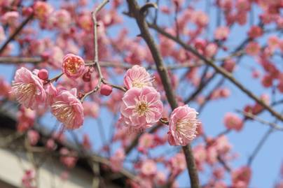 Meggy- vagy barackfa van a képen? 5 kérdés, amire kevesen tudják a választ