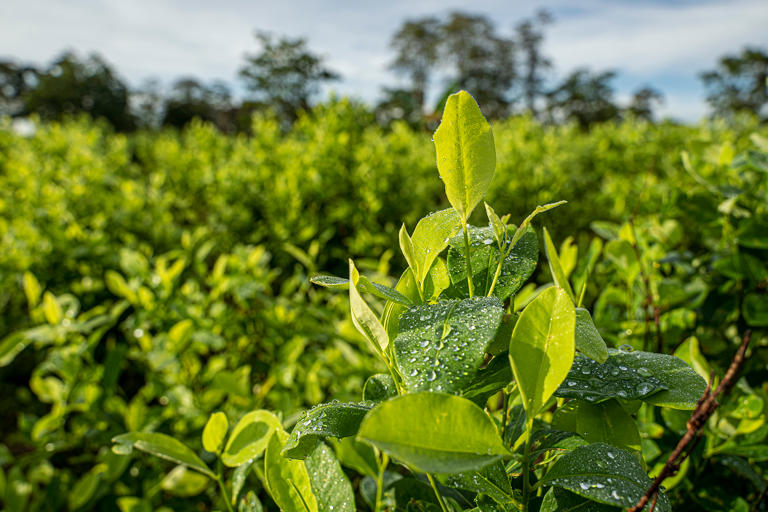 The Secret History of Coca