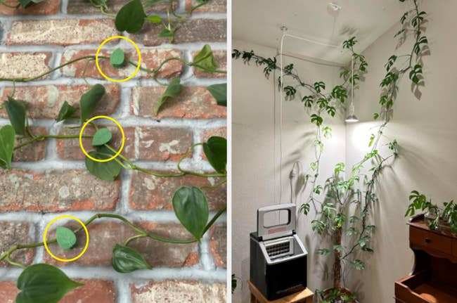 Indoor climbing plant vines on brick and wall; some leaves marked for care or identification