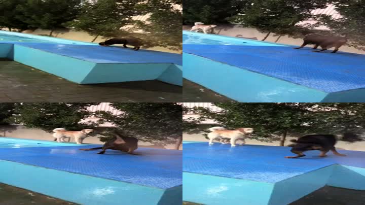 Rottweiler Spins Out and Trips — Clumsy But Cute!