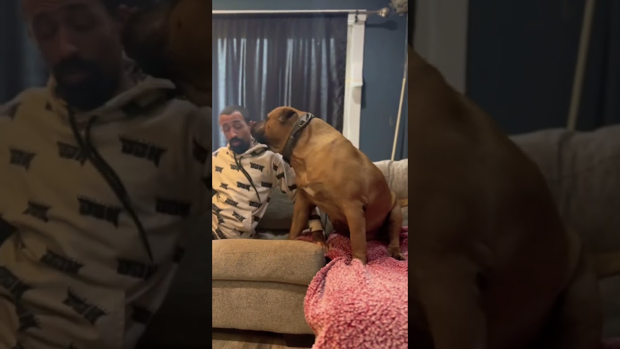 Huge dog claims the couch as if it belongs to him