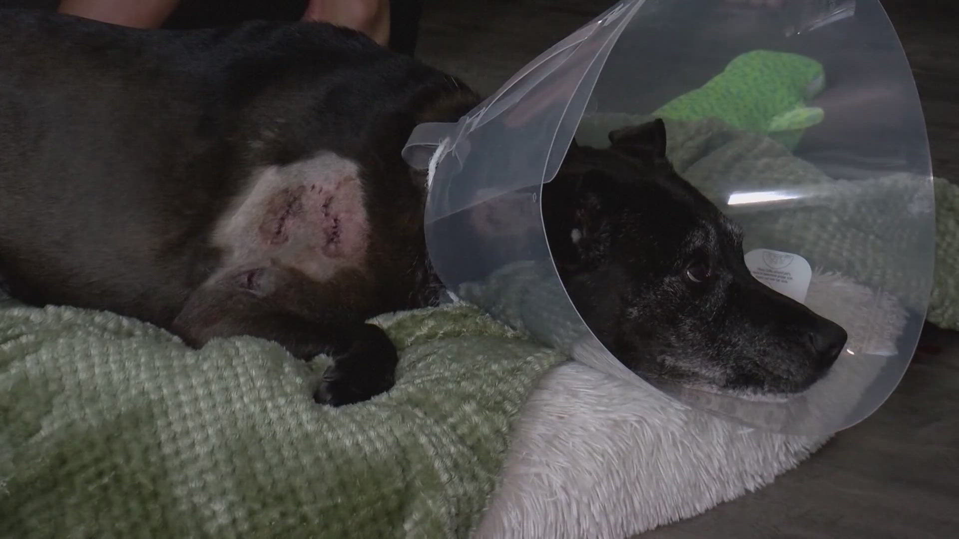 Florida woman pries dog from alligator's mouth after attack near