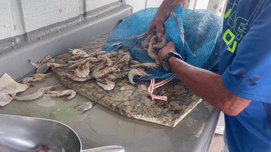 Louisiana shrimpers commend new tariffs express optimism Louisiana shrimpers commend new tariffs express optimism