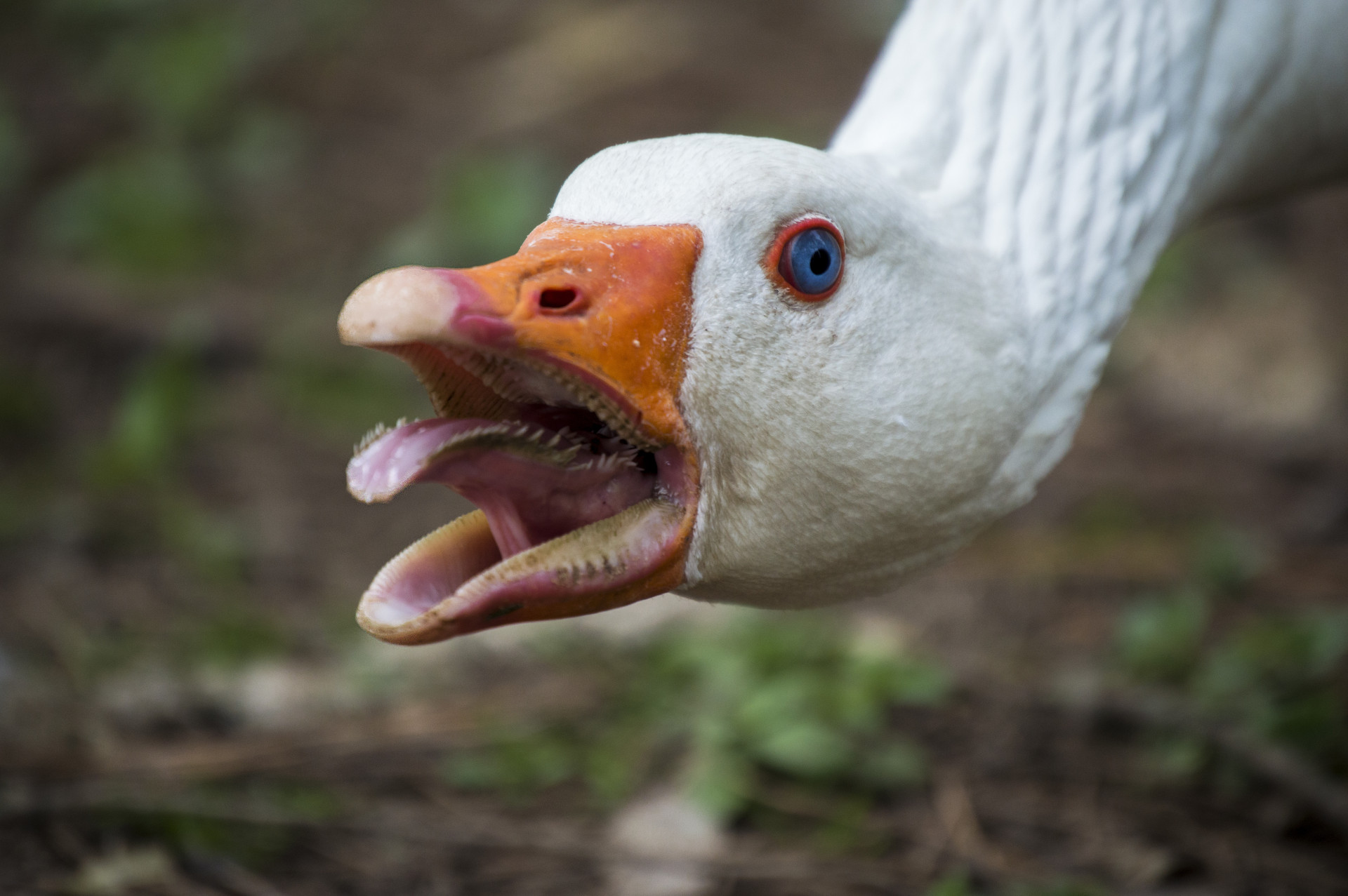Animals that hate Mondays more than you do