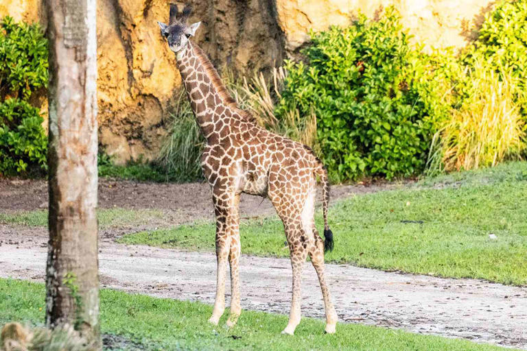 Baby Giraffe Born at Disney's Animal Kingdom for the First Time in