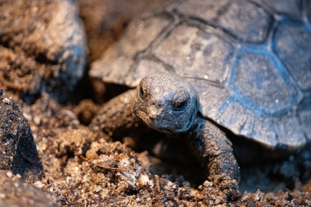 Critically Endangered Tortoise A FirstTime Mom At The Age Of 100