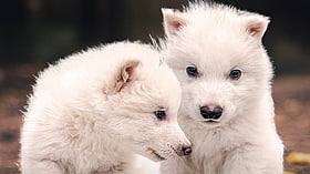 They Howl Again! Dire Wolves Return To Earth After 10,000 Years