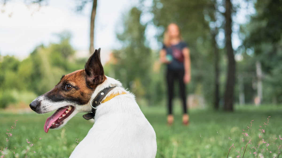 Trainer lists 3 do s and dont s for teaching your dog to come when called