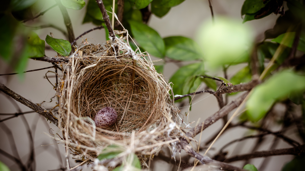 Nobby Kaisernest Aus Kunststoff - Praktisches Hühner-Nest