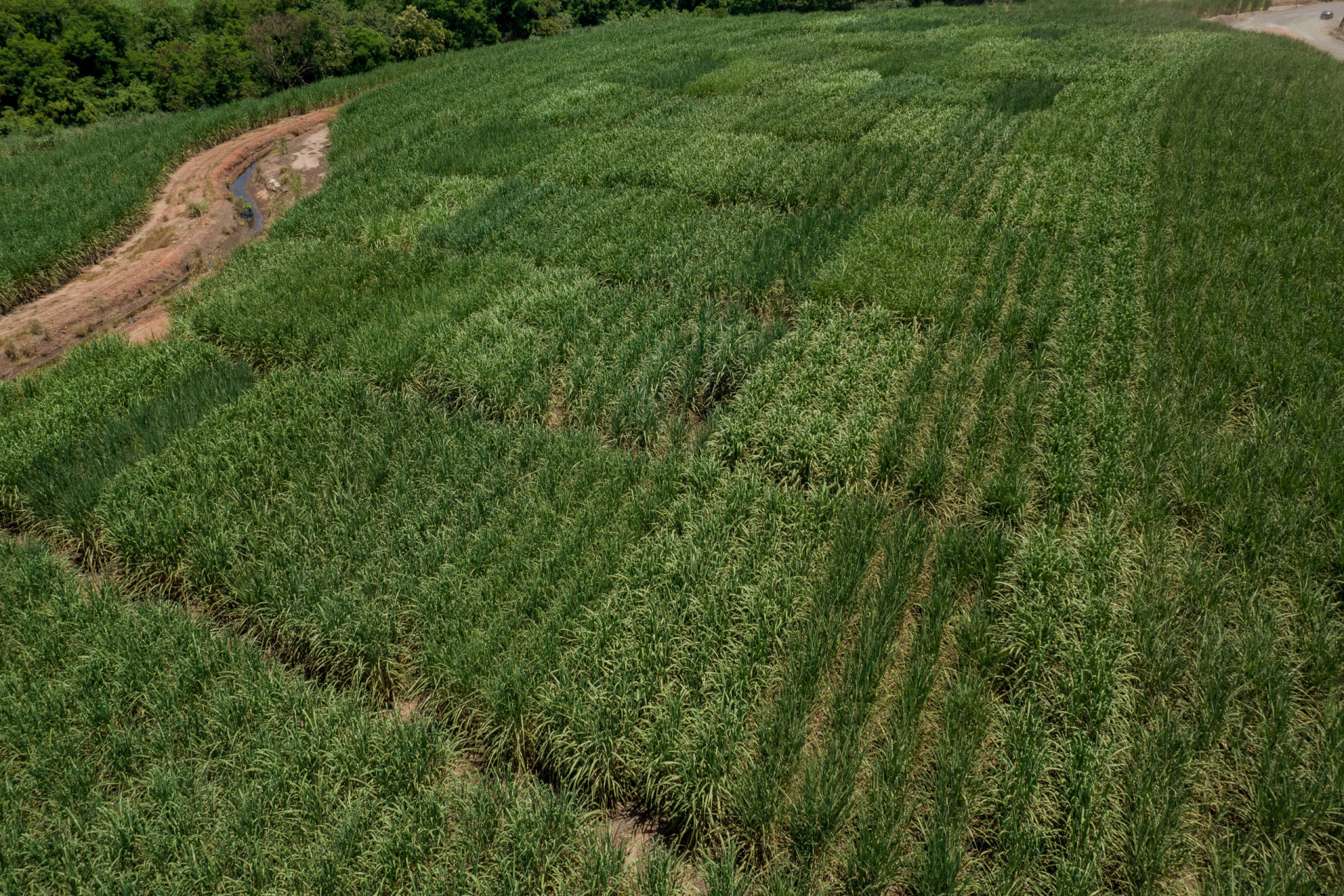 Sugar cane production