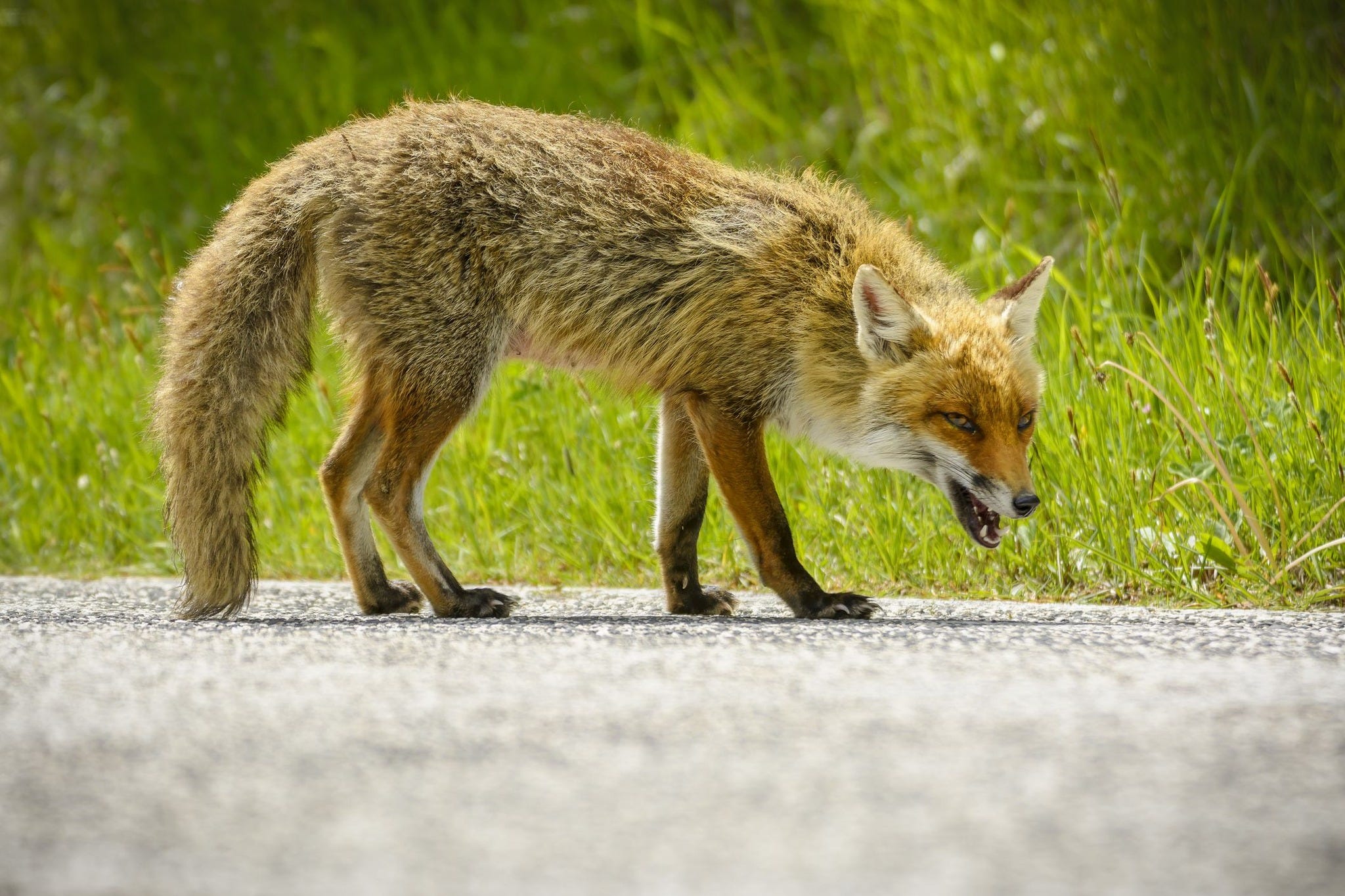 Fox tests positive for rabies after displaying aggressive behavior in ...