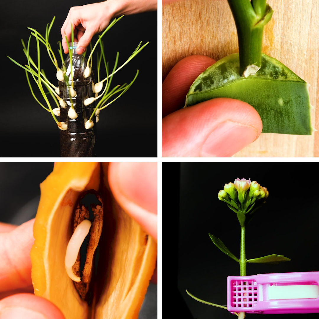 Simple tricks to make any plant grow and your garden blossom