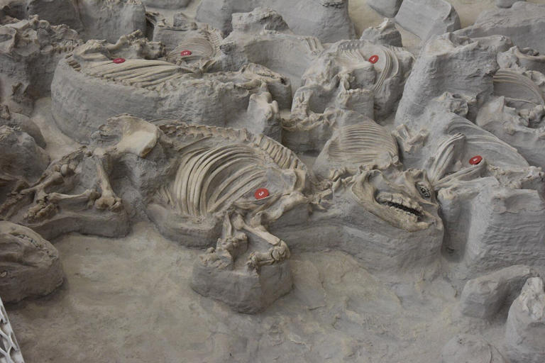 ANCIENT RHINOS LIVED IN SUPER HERDS 12 MILLION YEARS AGO ANALYSIS OF SUPERVOLCANO VICTIMS REVEALS visual data 7