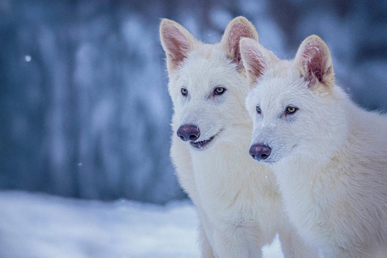 Rómulo y Remo, ambos de tres meses de edad, han sido modificados genéticamente con características similares a las del extinto lobo terrible (Colossal Biosciences/AP)
