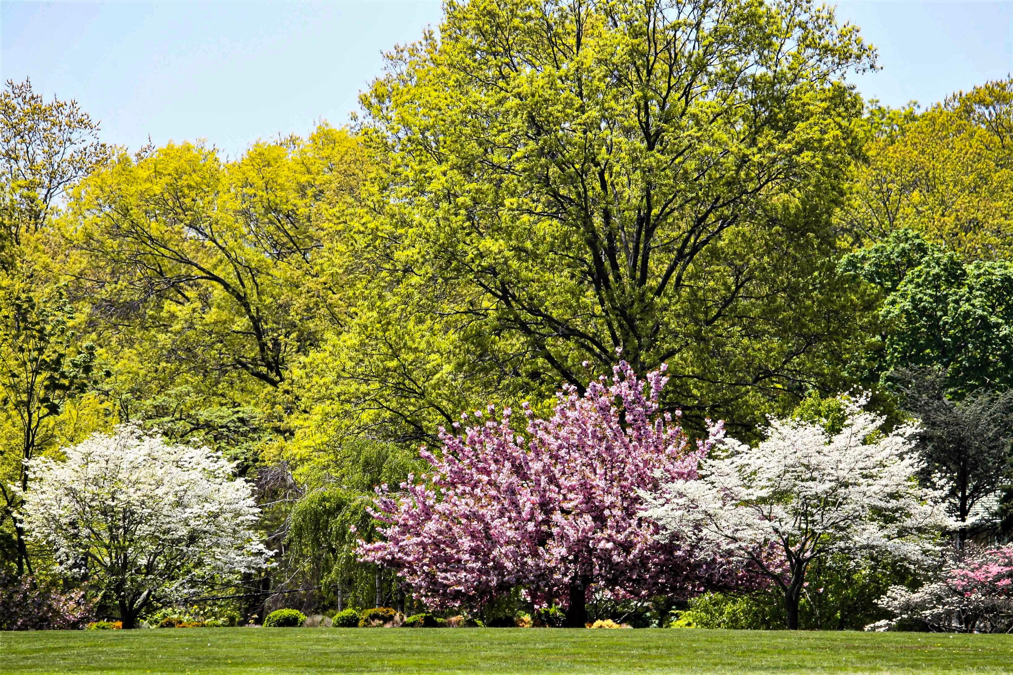 What does our snowy winter mean for spring allergy sufferers?