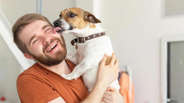 Pourquoi les chiens lèchent-ils leurs maîtres ? Ils tentent de vous ...