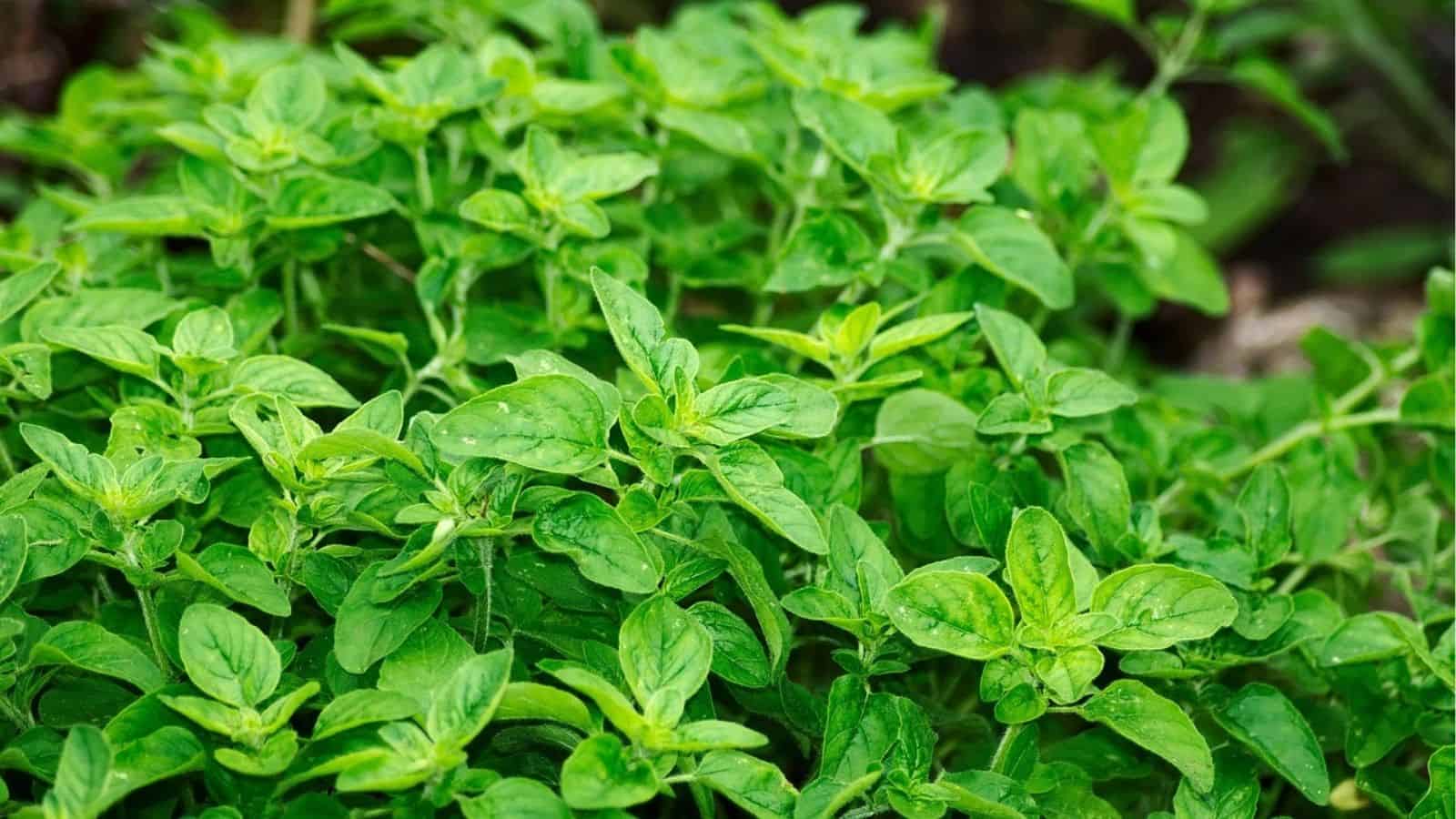These 10 Herbs Pull Double Duty in the Kitchen and Garden