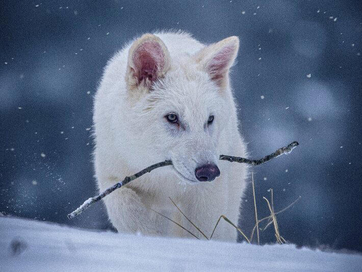 Lobo-terrível: empresa de biotecnologia dos EUA diz ter recriado animal extinto há mais de dez mil anos. Foto: Colossal Biosciences