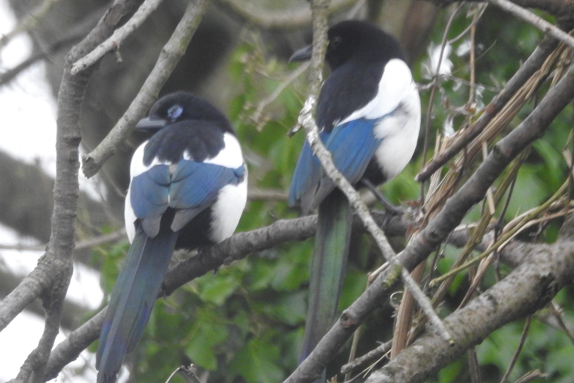 On the Wildside: One for sorrow, two for joy