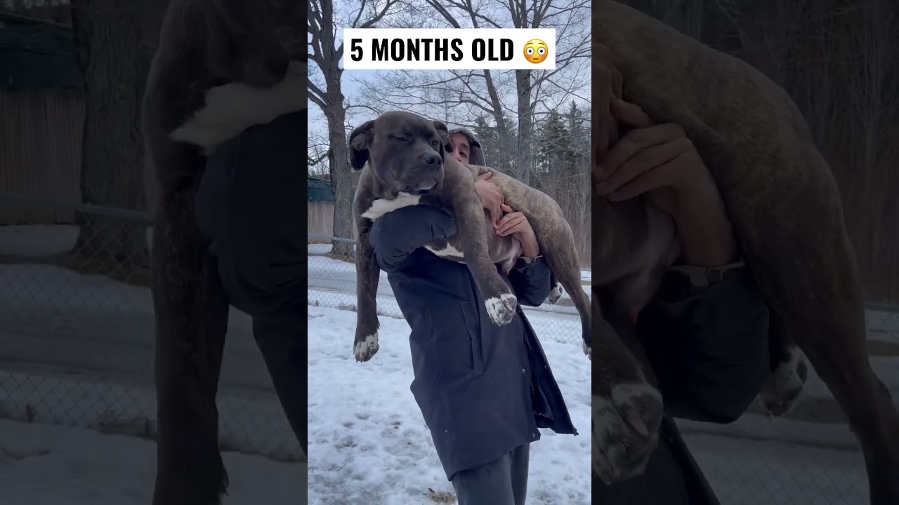 Dad struggles to lift five-month-old baby pit bull
