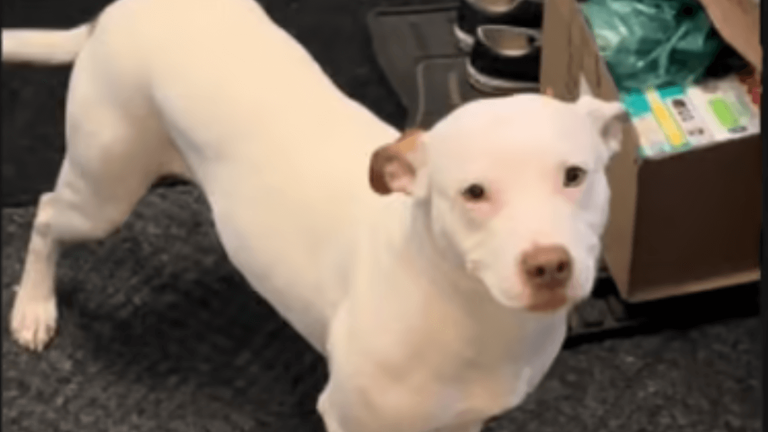Nervous rescue dog surprises everyone with her heart-melting first day ...
