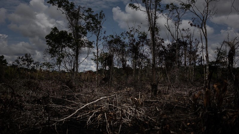 Lungs of Earth Gasp: Droughts, Fires, and Warming Plague South Africa