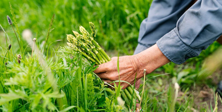 Looking to add a delicious new crop to your vegetable garden? Learn how to grow asparagus and enjoy fresh, homegrown produce year after year!
