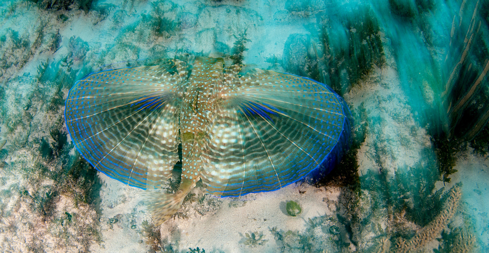 the-ocean-s-most-beautiful-creatures