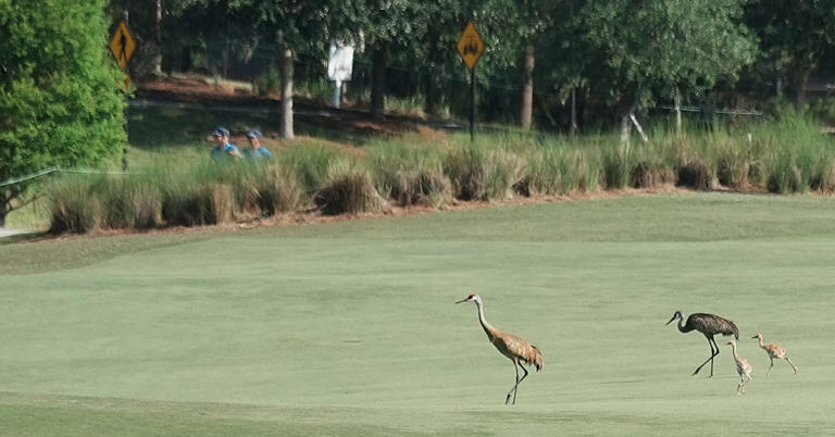 Jorge Fernandez-Valdes shot a career-best 61 to take first-round lead ...