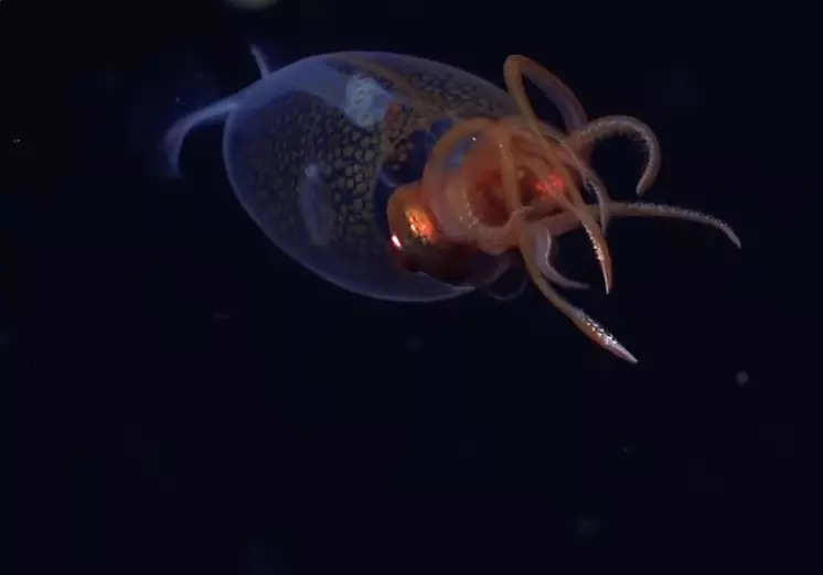 Colossal Squid finally caught on camera in the wild—100 years after its discovery; Check deep sea footage