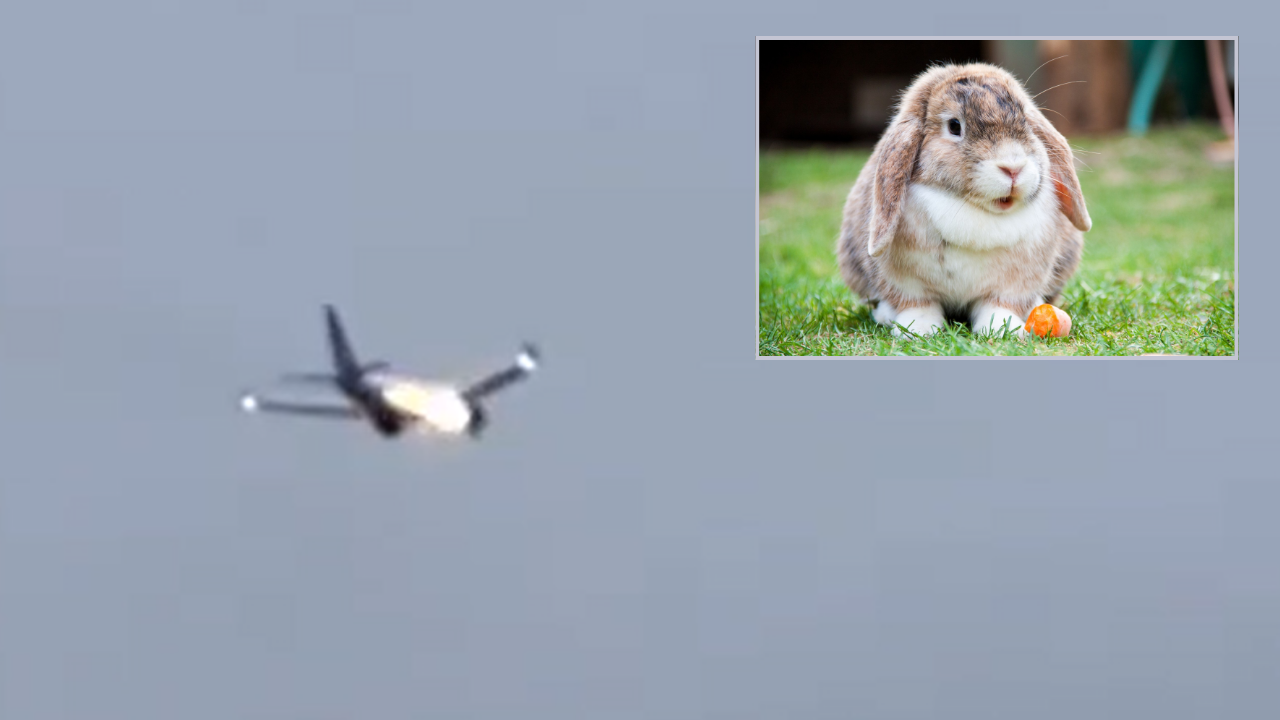 'Rabbit suicide mission' caught on camera: United Airlines plane engine ...