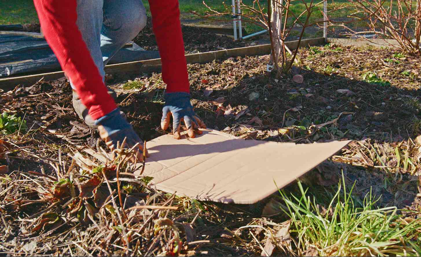 How old cardboard boxes can help your garden