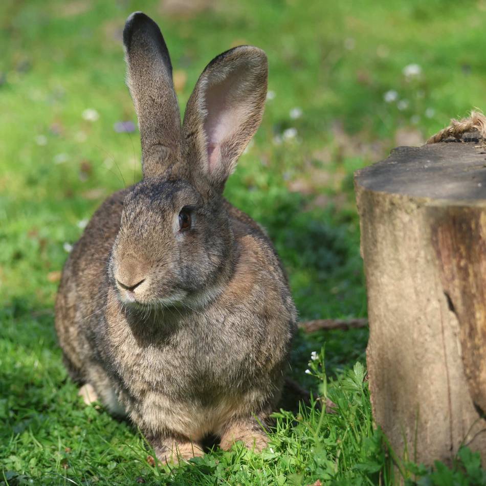 Fläschchen für das „Osterlamm“