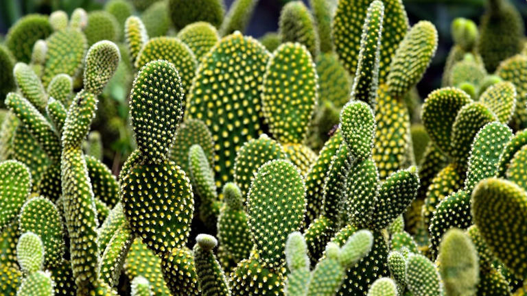 Far crescere cactus dai semi: il metodo semplice per appassionati