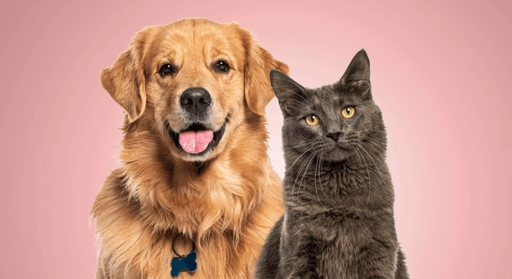 How much does pet insurance cost?