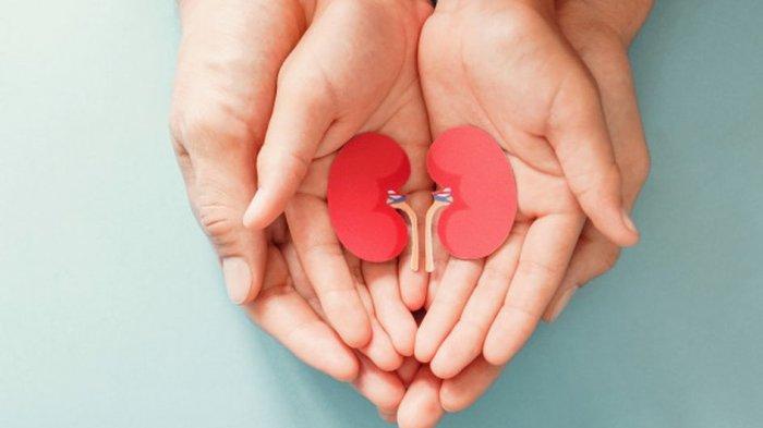 Apa Saja Fungsi Penting Organ Ginjal untuk Kesehatan? Dokter Mega Jelaskan