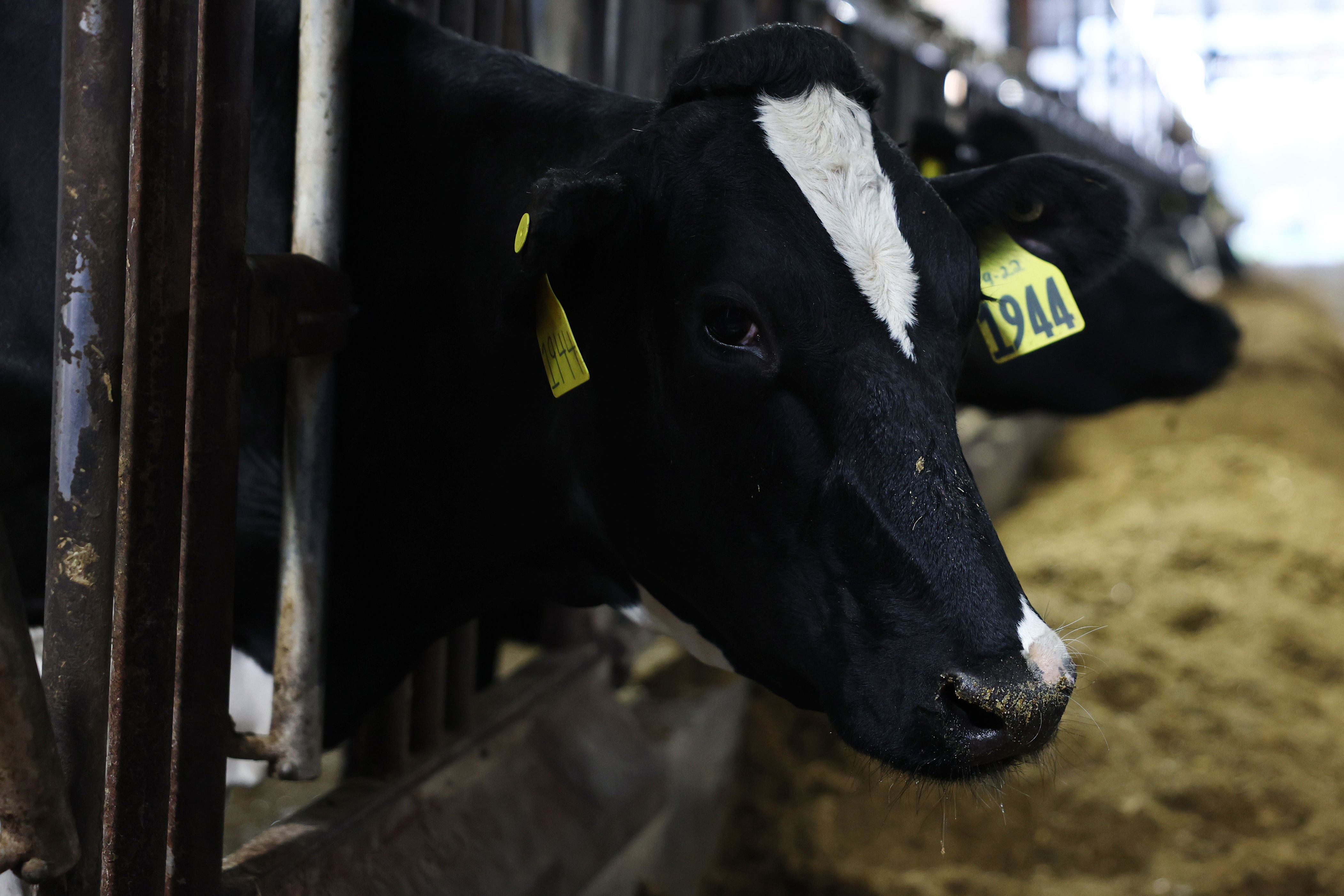 Experimental Bird Flu Vaccine Shows Promise: Here's When It Could
Protect Poultry