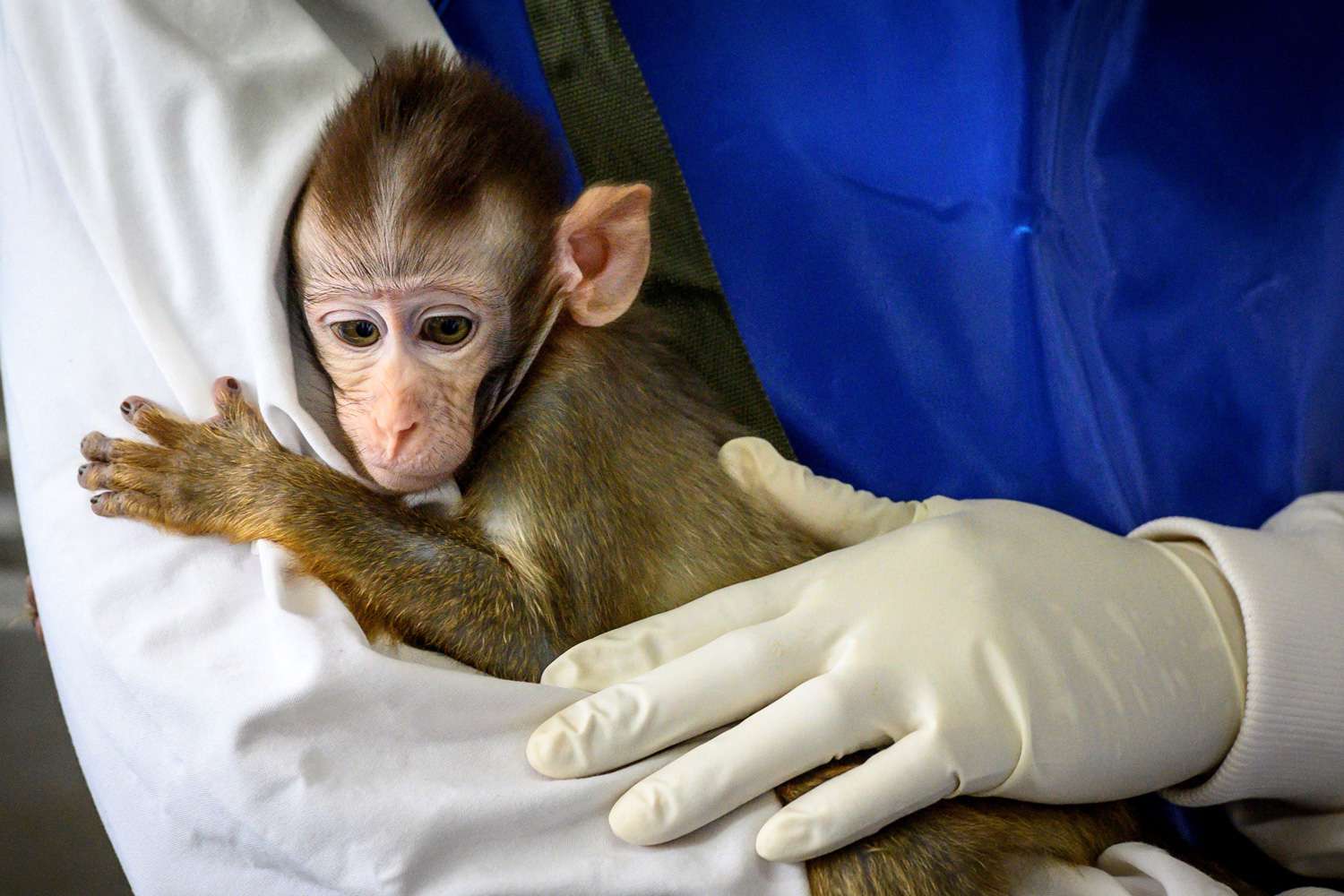 Harvard Professors Warn They May Have to Euthanize Research Monkeys Due(00)