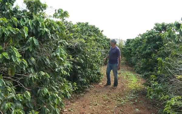Armazéns fecham as portas e deixam produtores de café com dívidas mesmo com alta histórica do produto em MG
