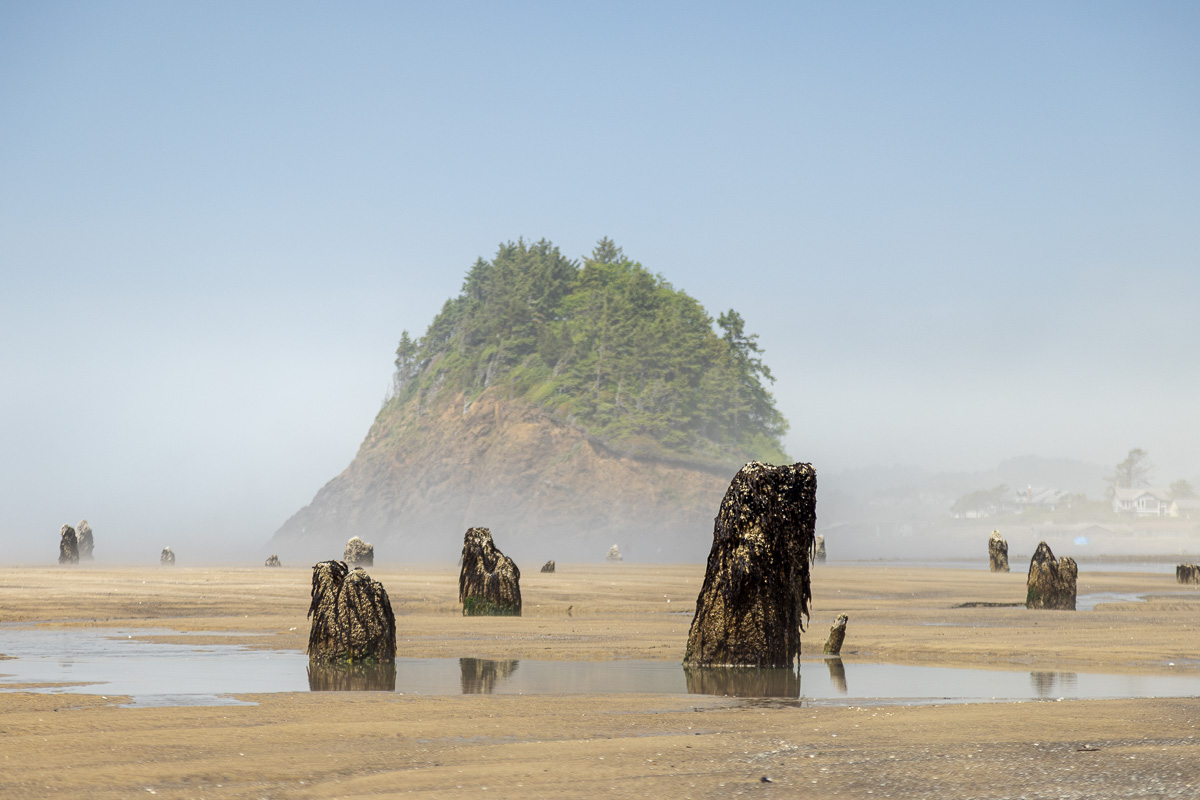 Neskowin’s ghost forest is 2,000 years old, and summer sand hides most ...
