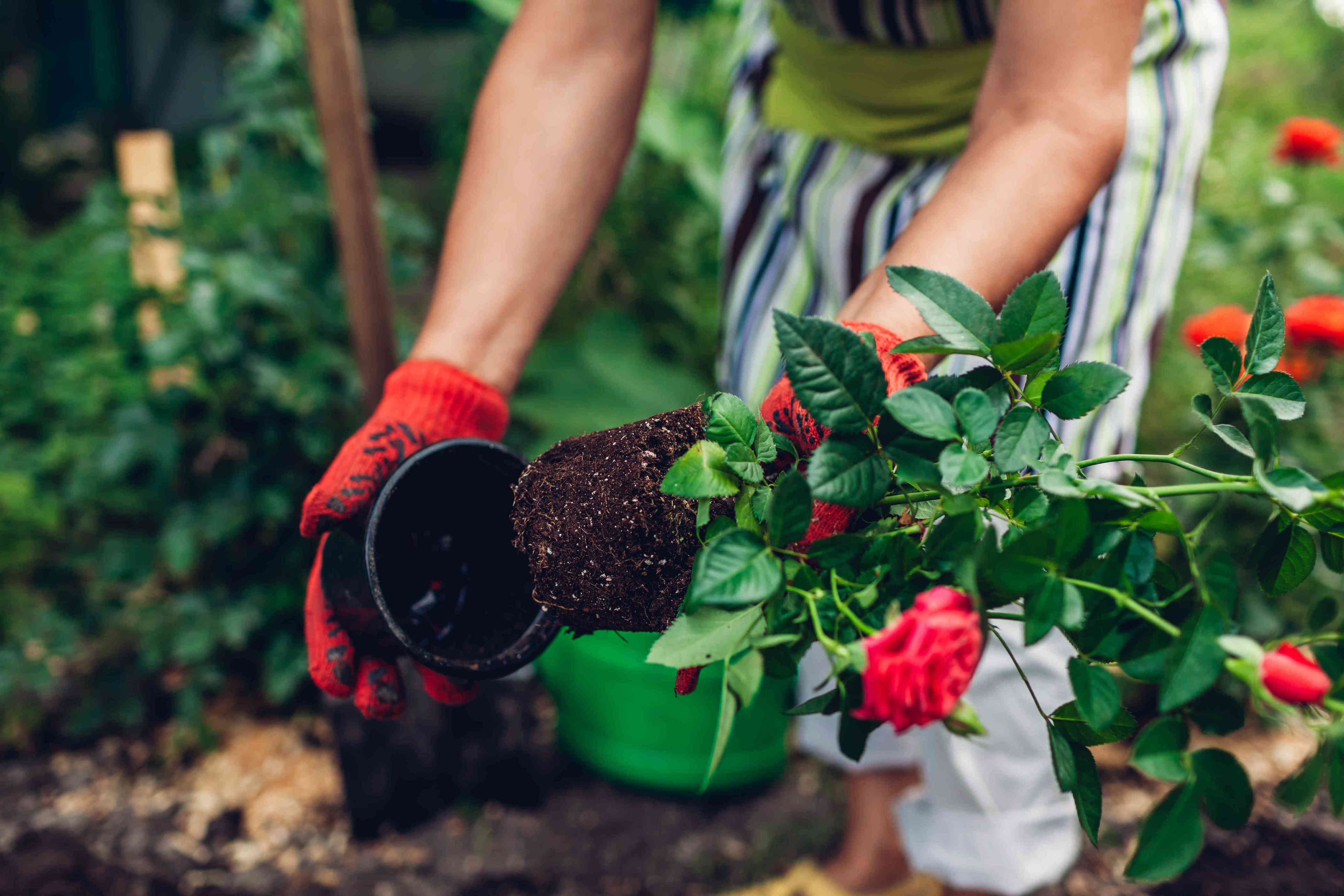 Can you plant roses in pots? An expert explains