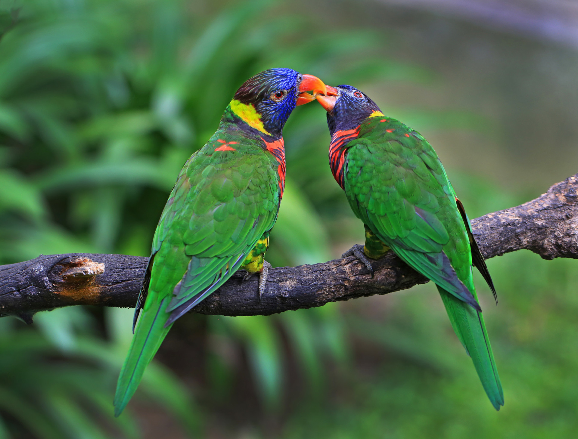 Inside the colorful world of parrots