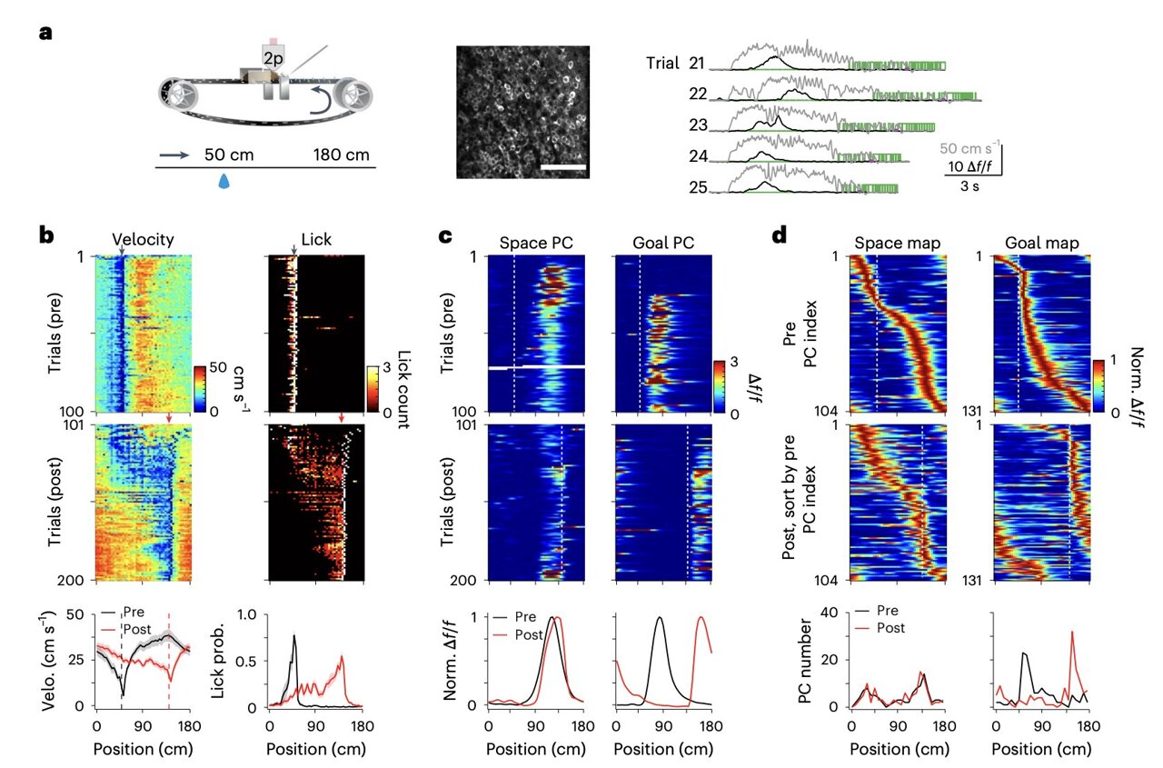 How experience shapes hippocampal - AA1DBD8W.img