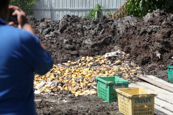Mangga Ilegal dari Thailand Bernilai Rp521 Juta Diklaim Pemerintah